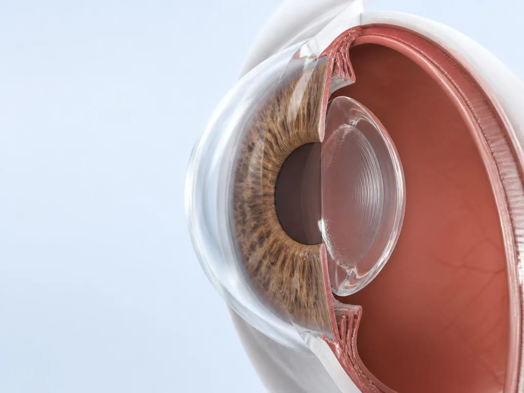 Corte médico 3D de una córnea transparente y un cristalino natural transparente detrás del iris.